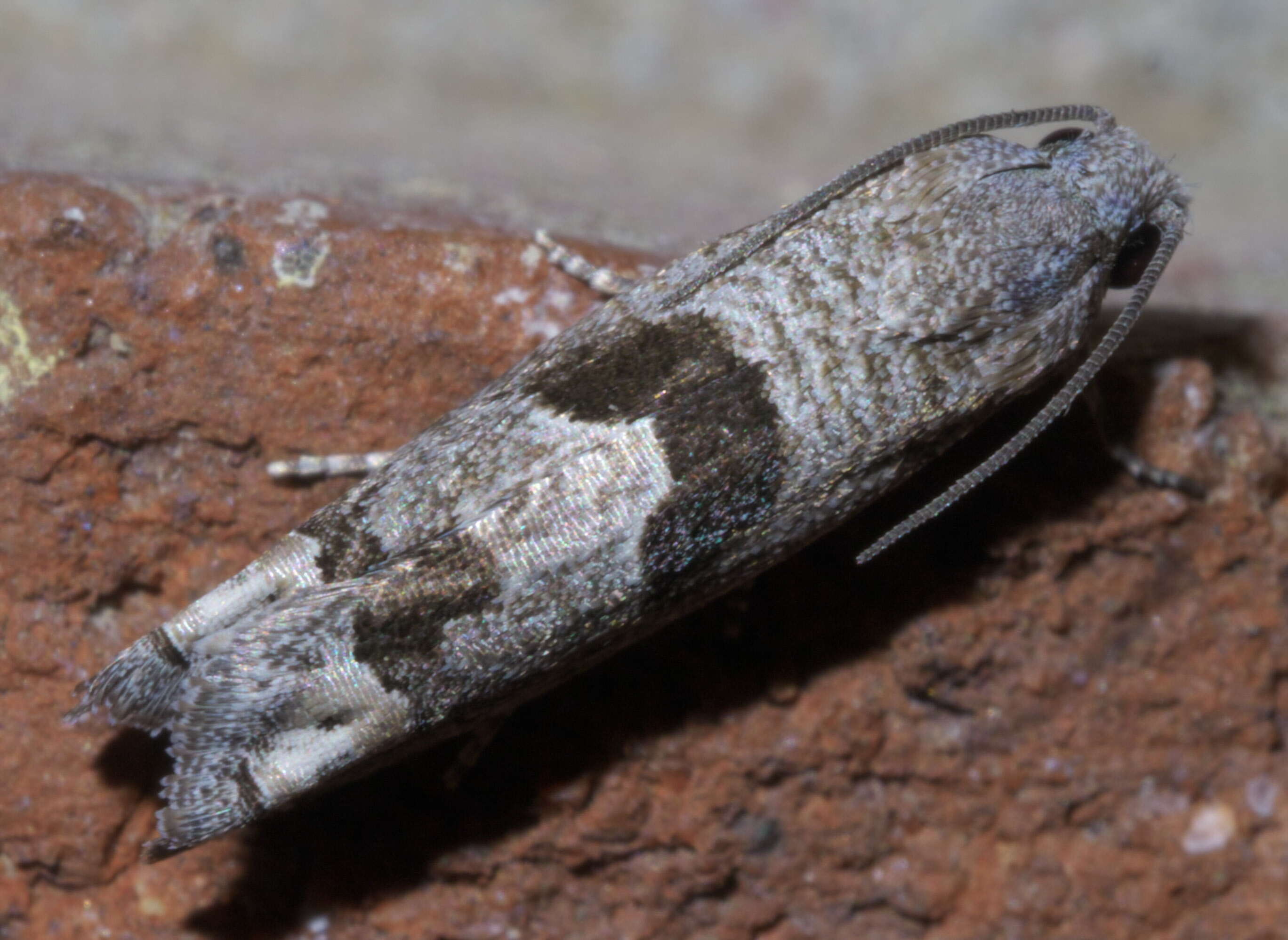 Image of Sunflower Bud Moth