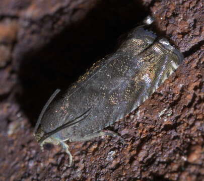 Image of Hickory Shuckworm Moth