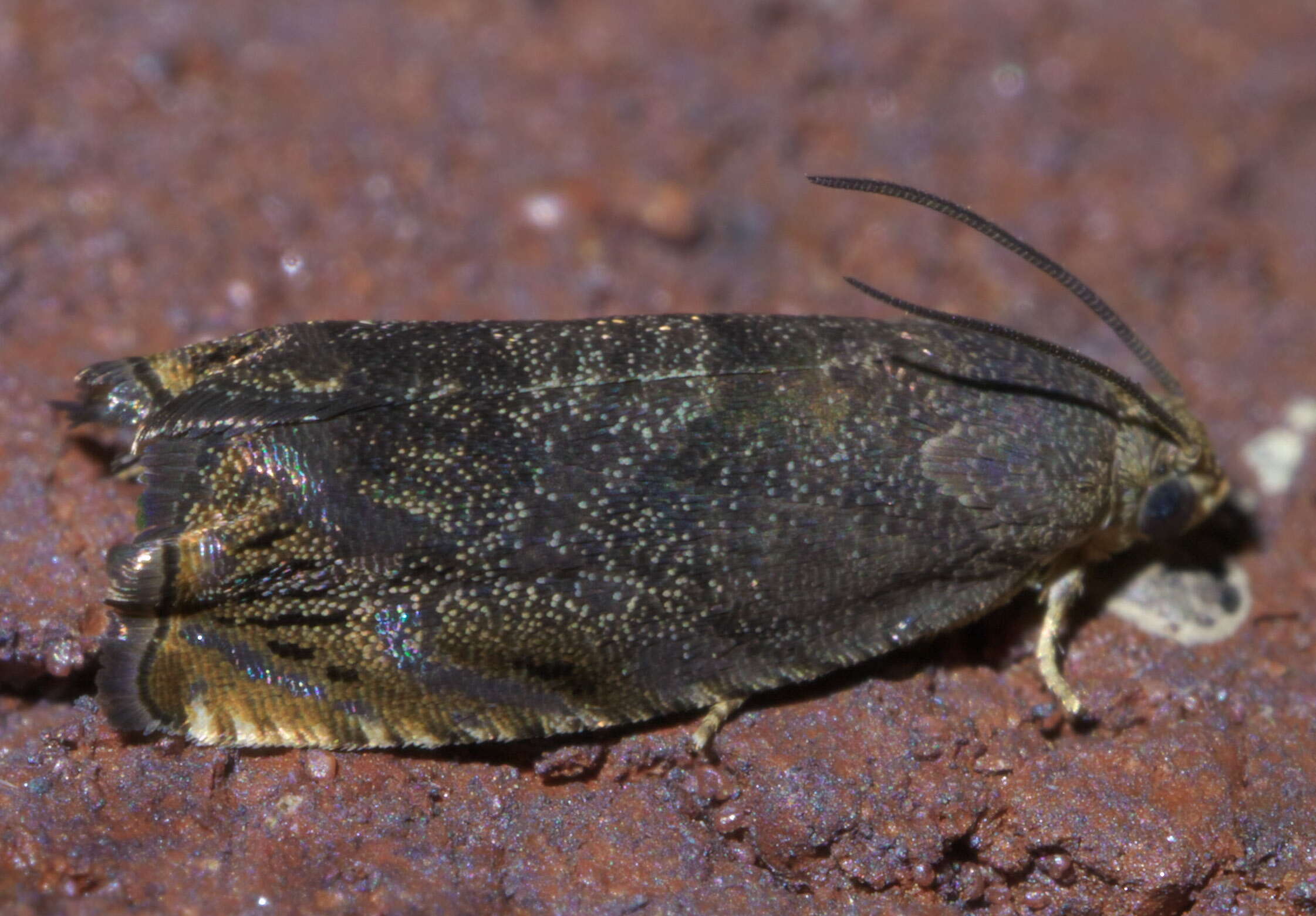 Image of Hickory Shuckworm Moth