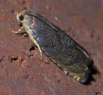 Image of Hickory Shuckworm Moth