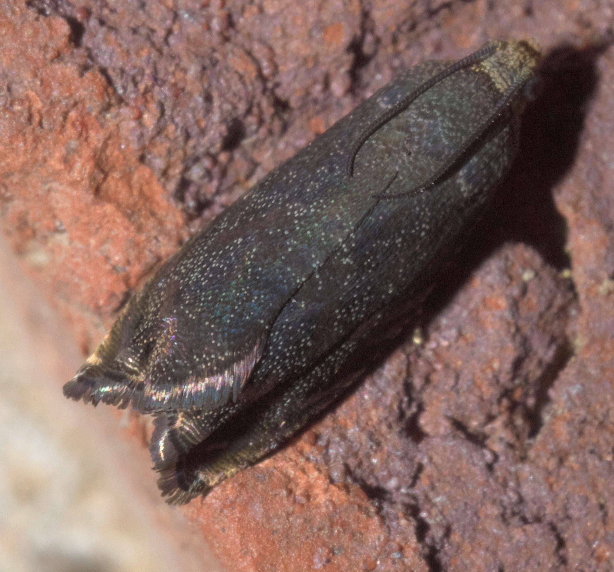 Image of Hickory Shuckworm Moth