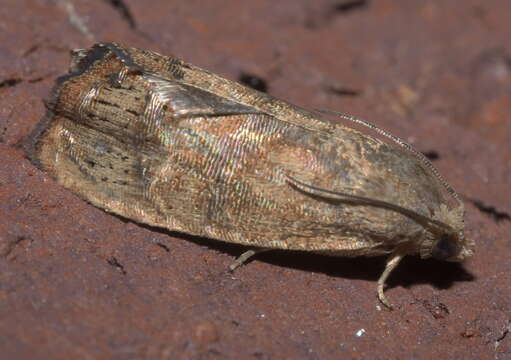 Image of Filbertworm Moth