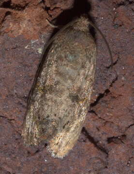 Image of Filbertworm Moth