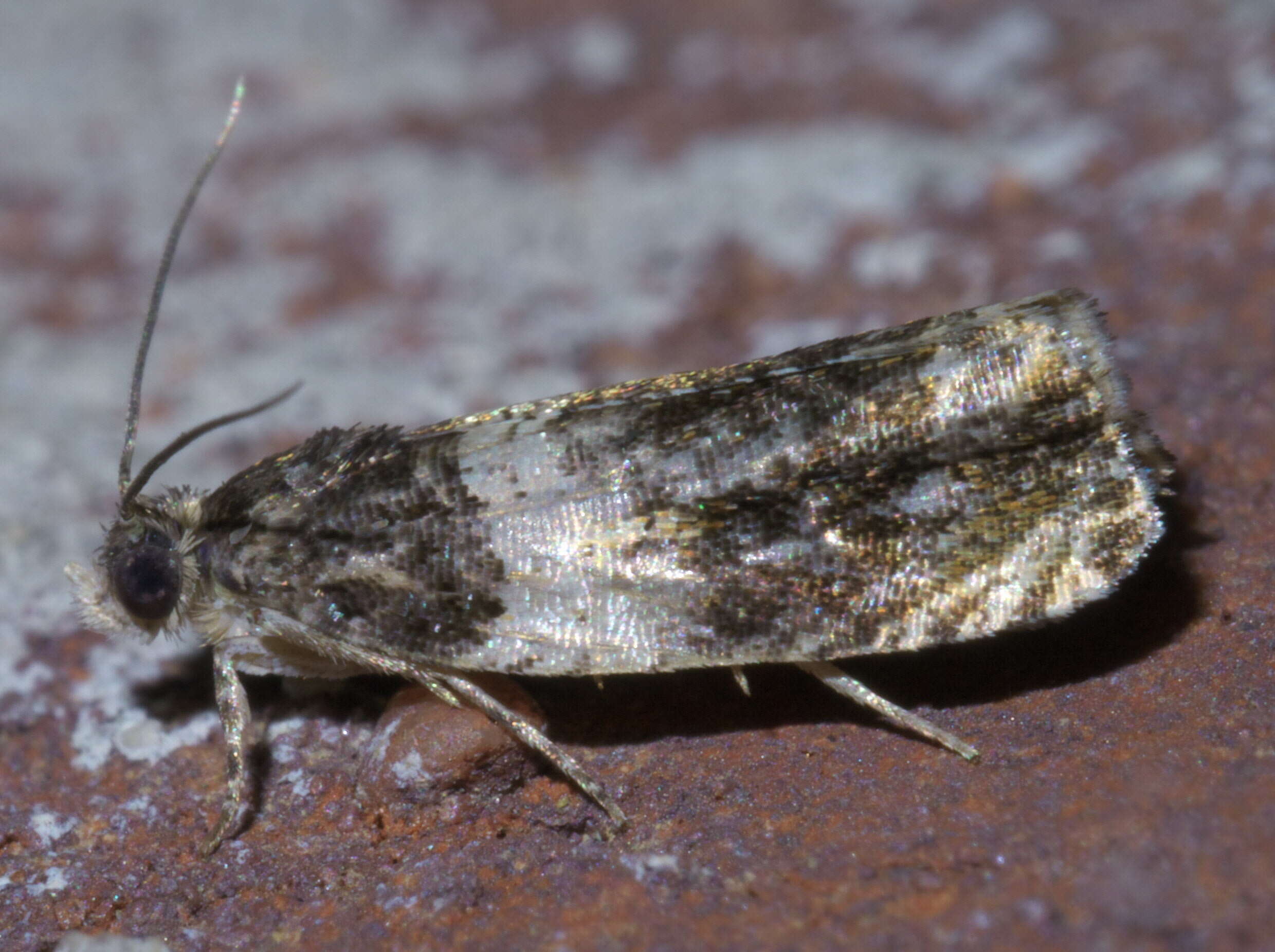 Olethreutes fasciatana Clemens 1860 resmi