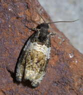 Olethreutes fasciatana Clemens 1860 resmi