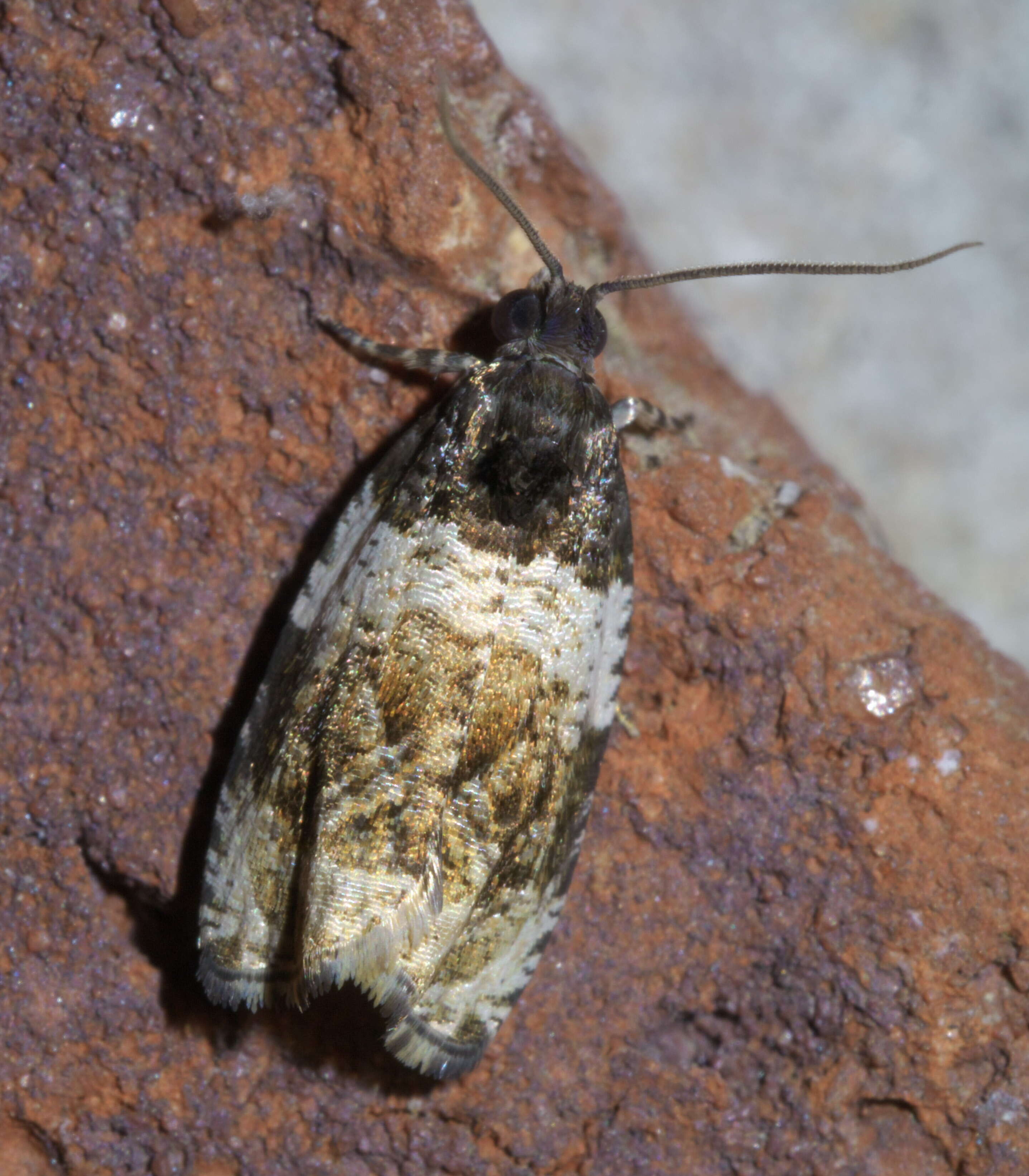 Olethreutes fasciatana Clemens 1860 resmi