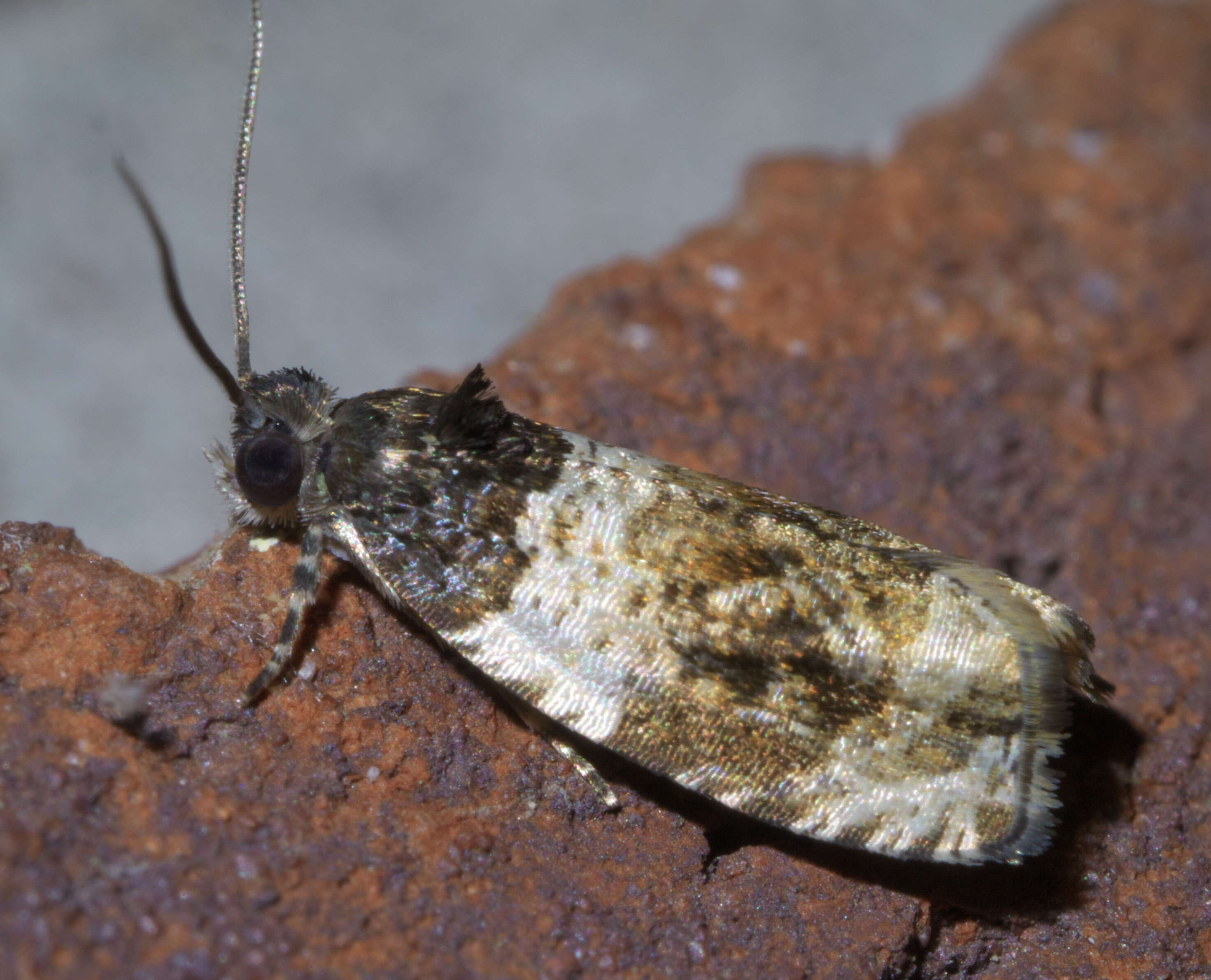 Olethreutes fasciatana Clemens 1860 resmi