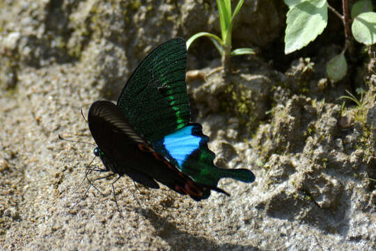 Image of Papilio paris Linnaeus 1758