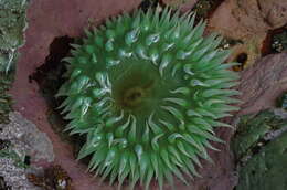 Image of giant green anemone