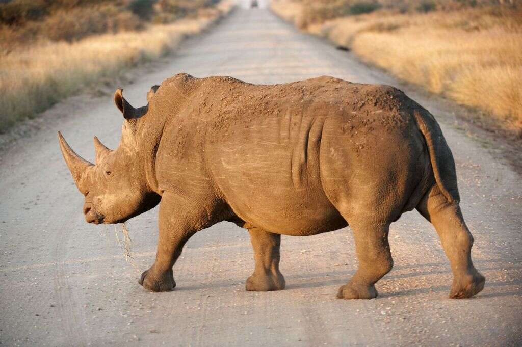 Image of Ceratotherium simum simum