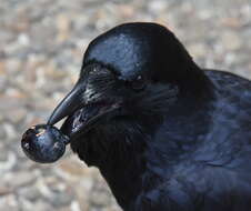 Слика од Corvus coronoides Vigors & Horsfield 1827