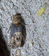 Image of Grape Berry Moth