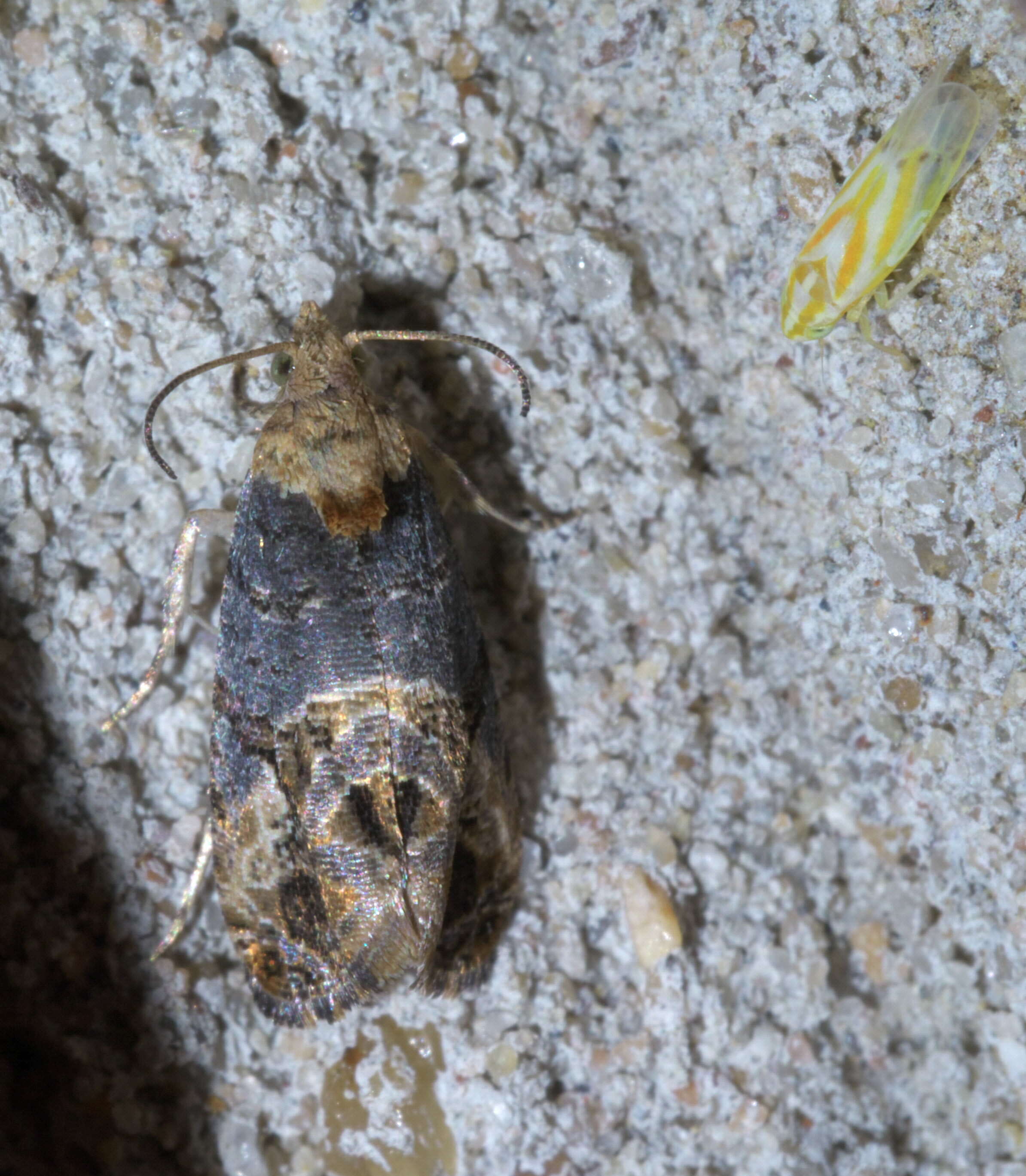 Image of Grape Berry Moth