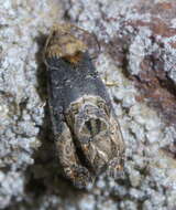 Image of Grape Berry Moth