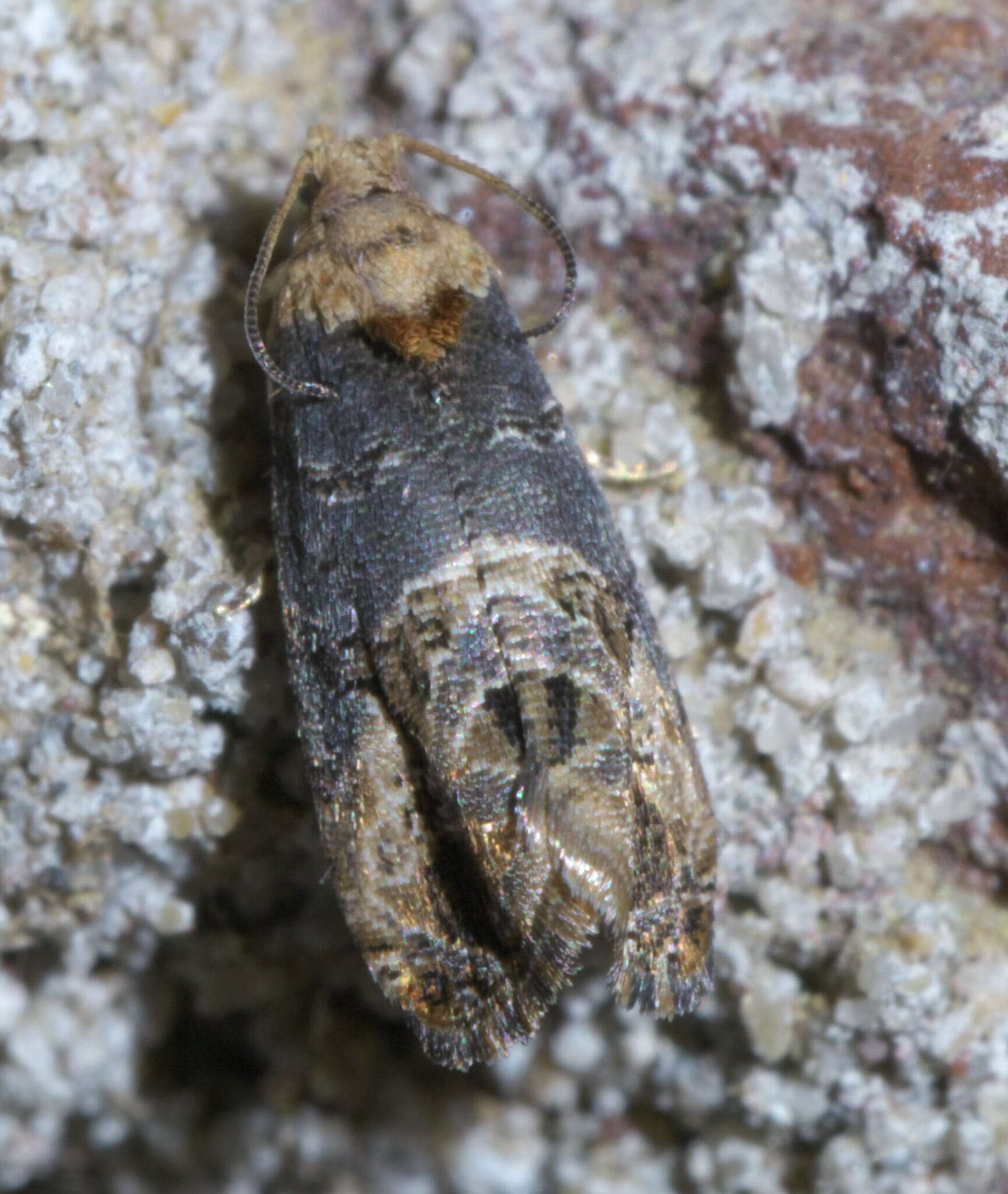 Image of Grape Berry Moth