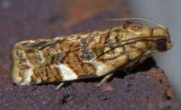 Image of Fruit-Tree Leafroller Moth