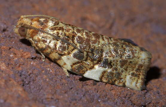 Image of Fruit-Tree Leafroller Moth