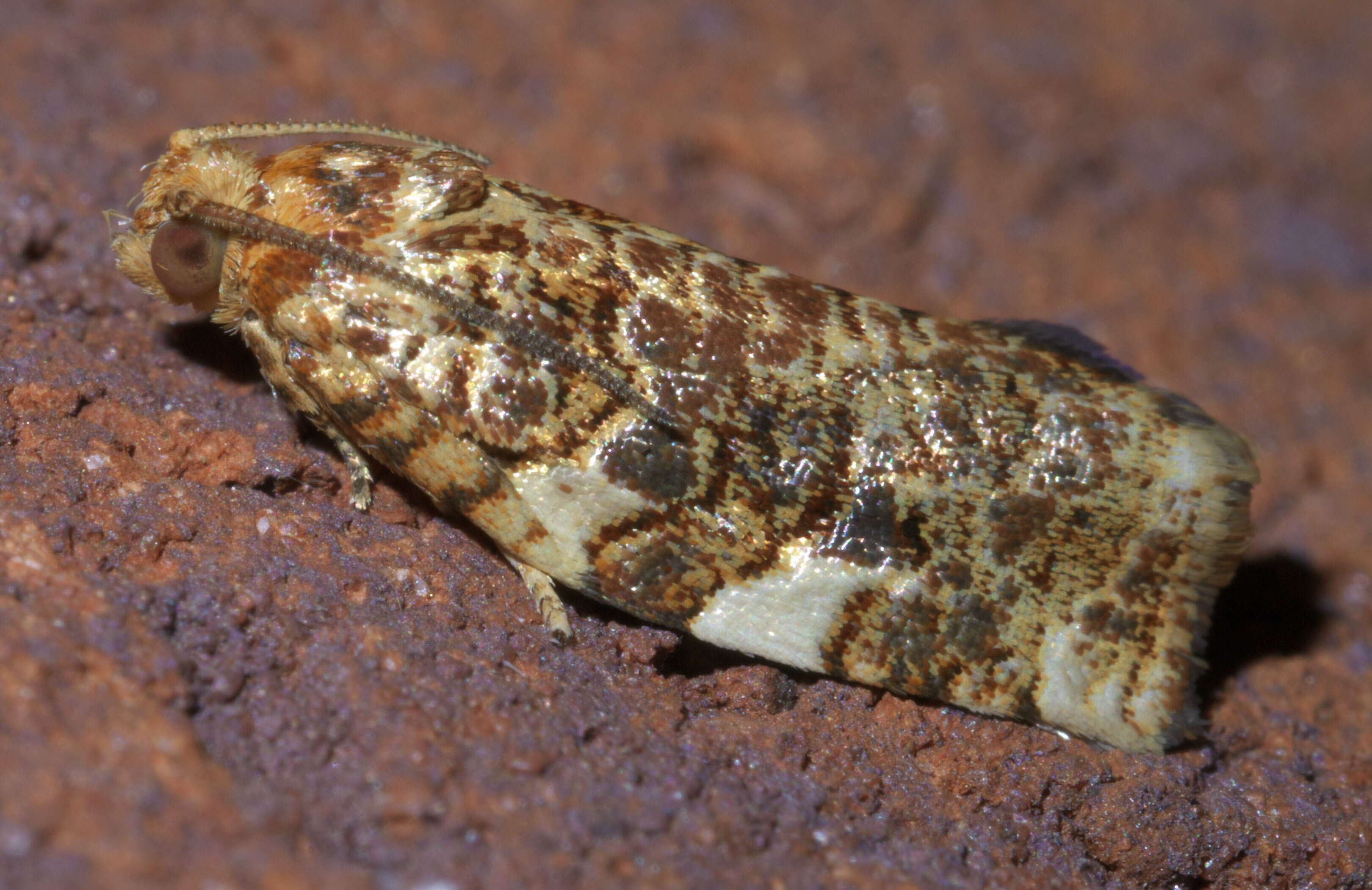 Image of Fruit-Tree Leafroller Moth