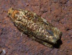 Image of Fruit-Tree Leafroller Moth