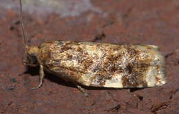 Image of Fruit-Tree Leafroller Moth