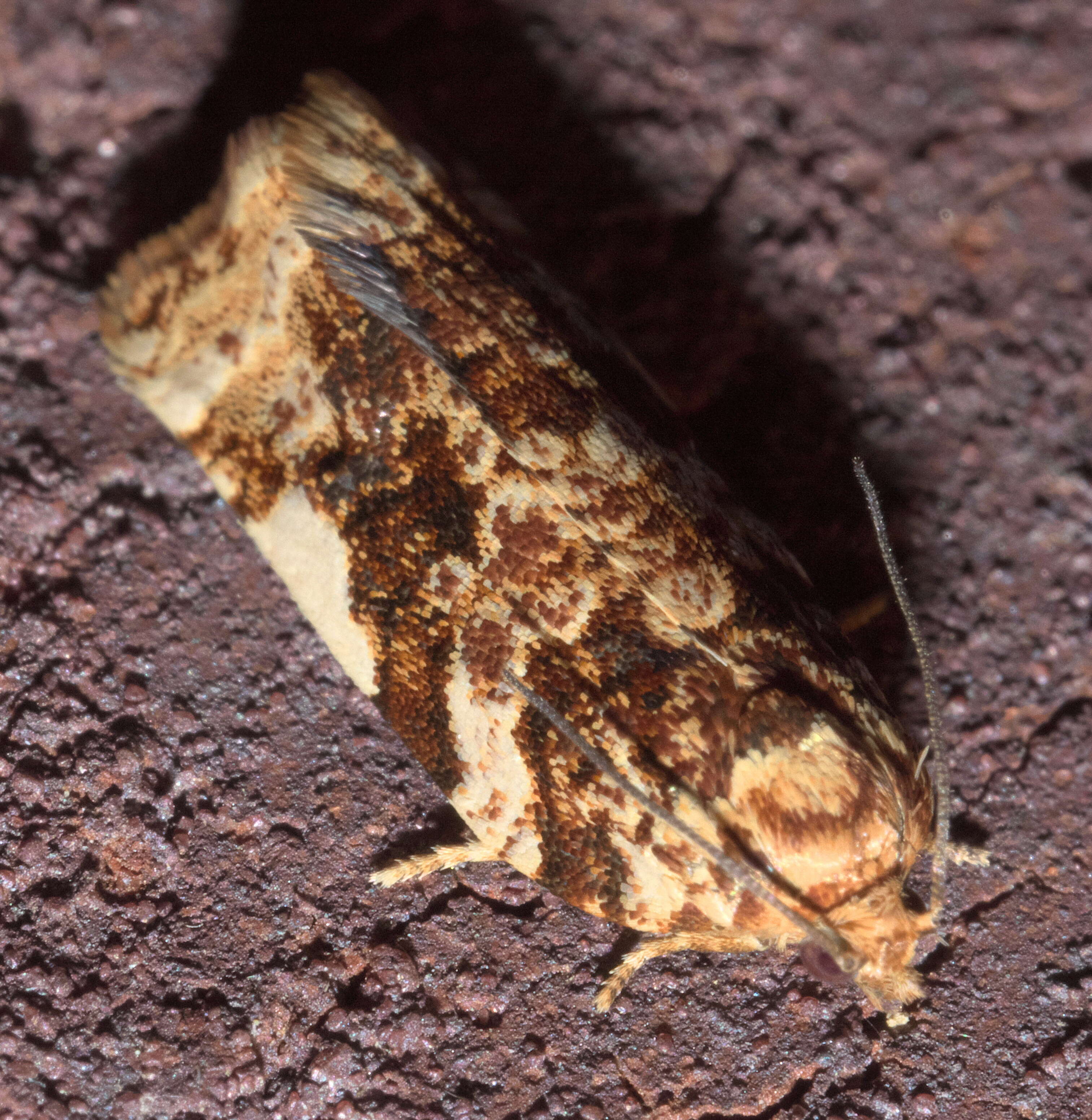 Image of Fruit-Tree Leafroller Moth