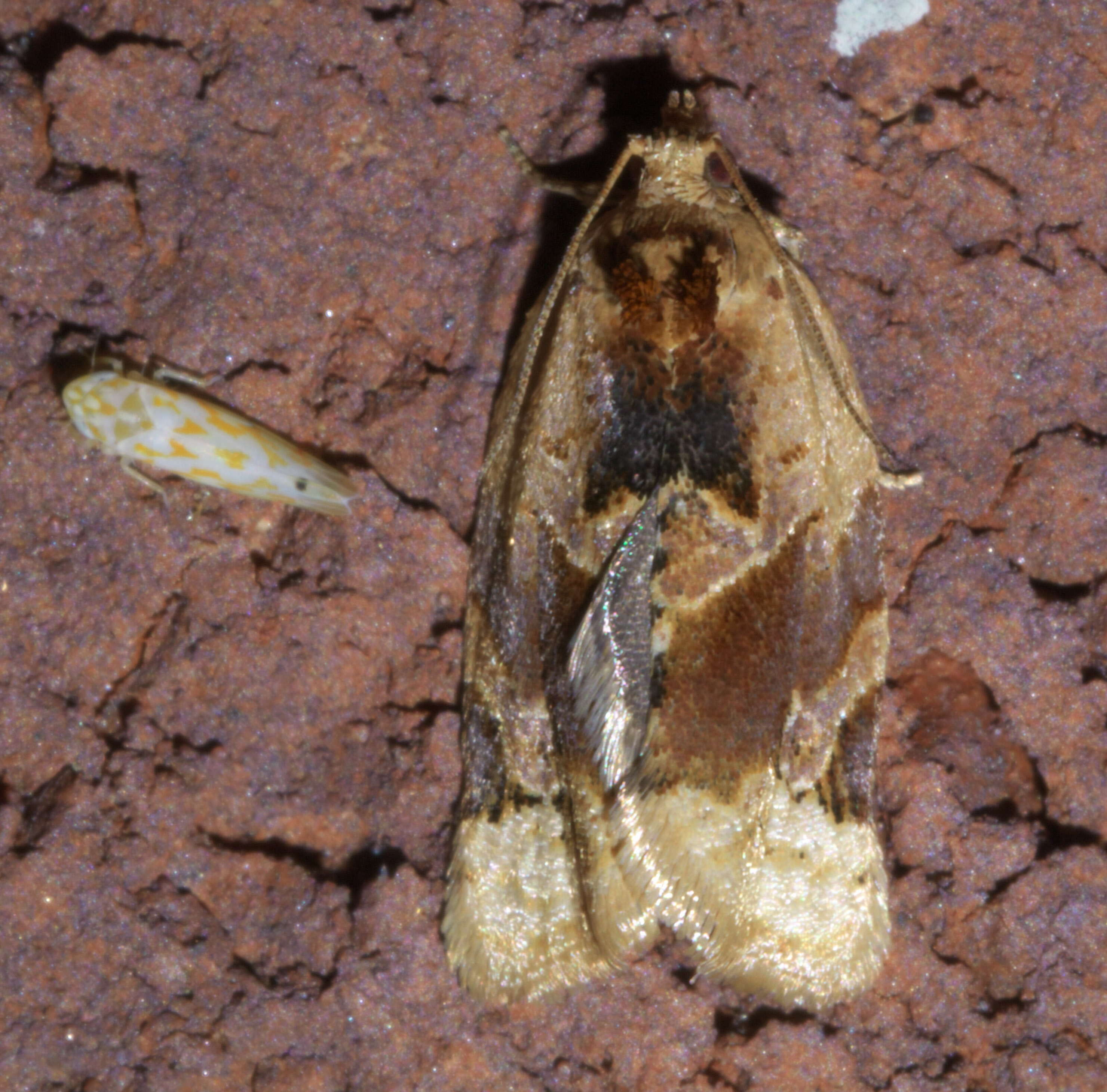 Argyrotaenia velutinana Walker 1863的圖片