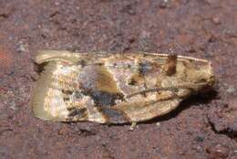 Argyrotaenia velutinana Walker 1863的圖片