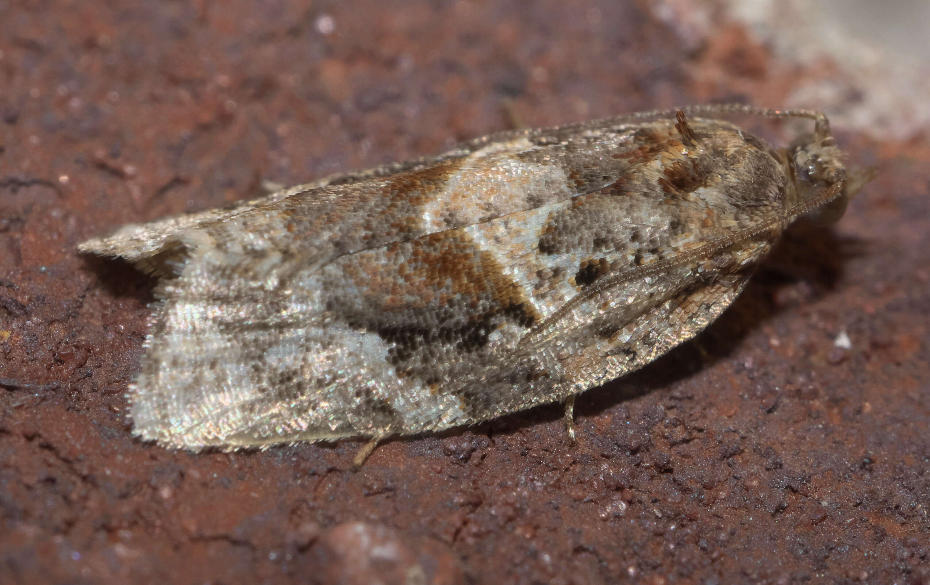 Argyrotaenia velutinana Walker 1863的圖片