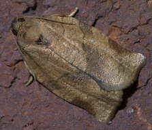 Image of Oblique-banded Leafroller