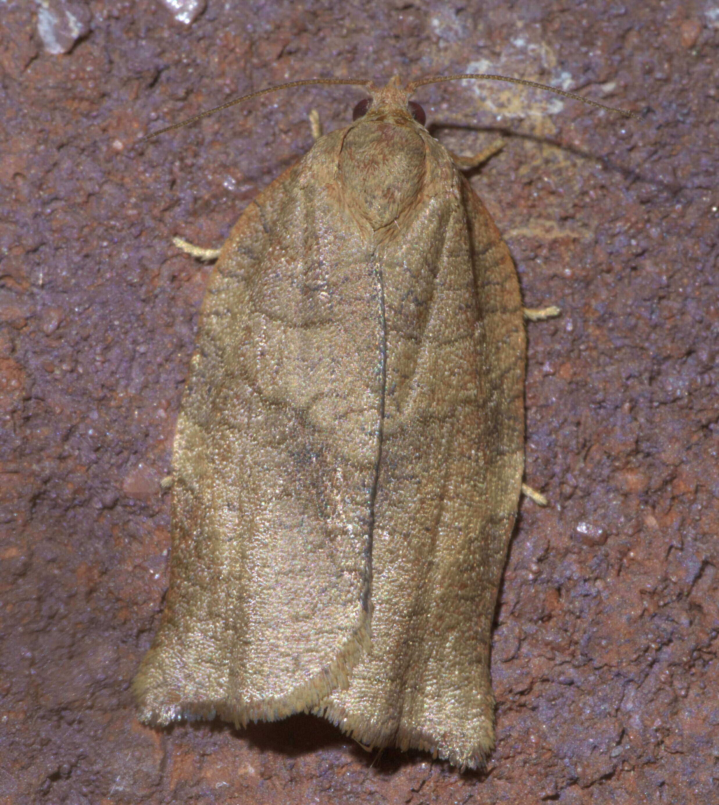 Image of Oblique-banded Leafroller