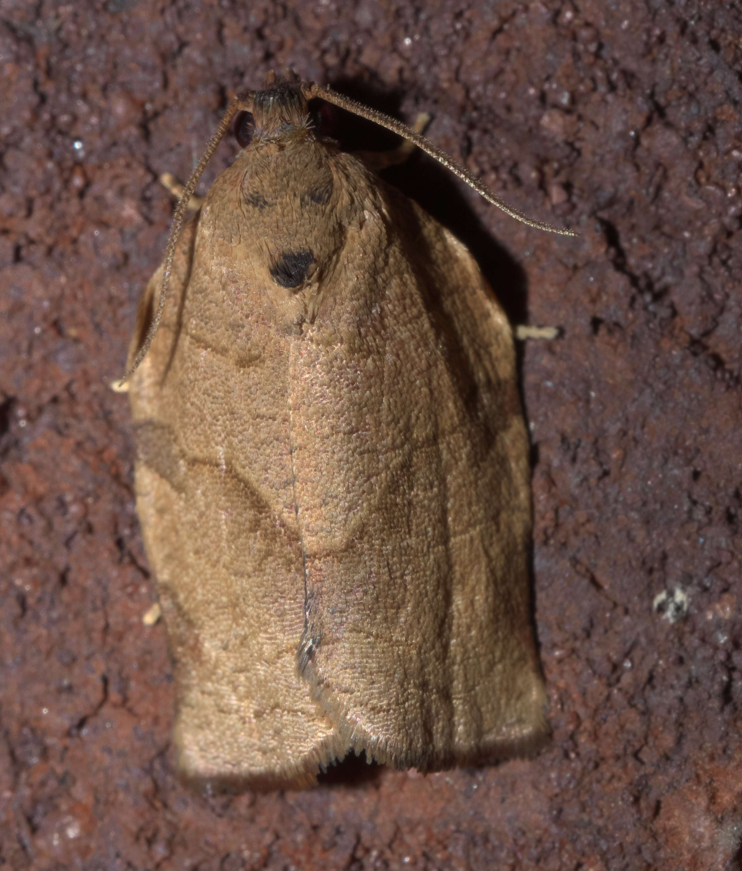 Image of Oblique-banded Leafroller