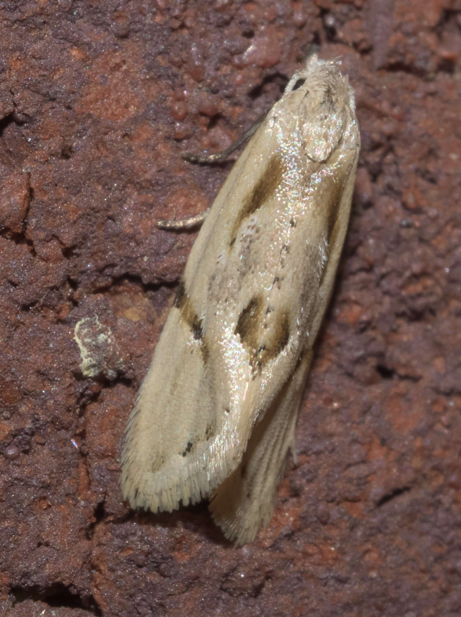 Image of Aethes baloghi