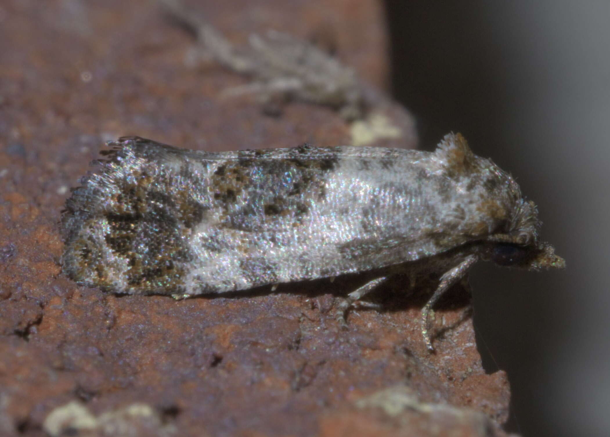 Image of Black-tipped Rudenia Moth