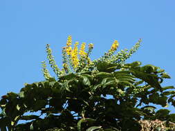 Image of Berberis napaulensis (DC.) Spreng.