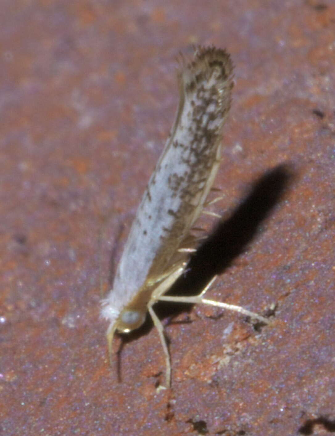 Image of Speckled Argyresthia