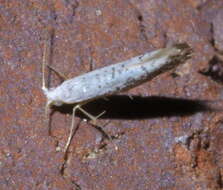 Image of Speckled Argyresthia