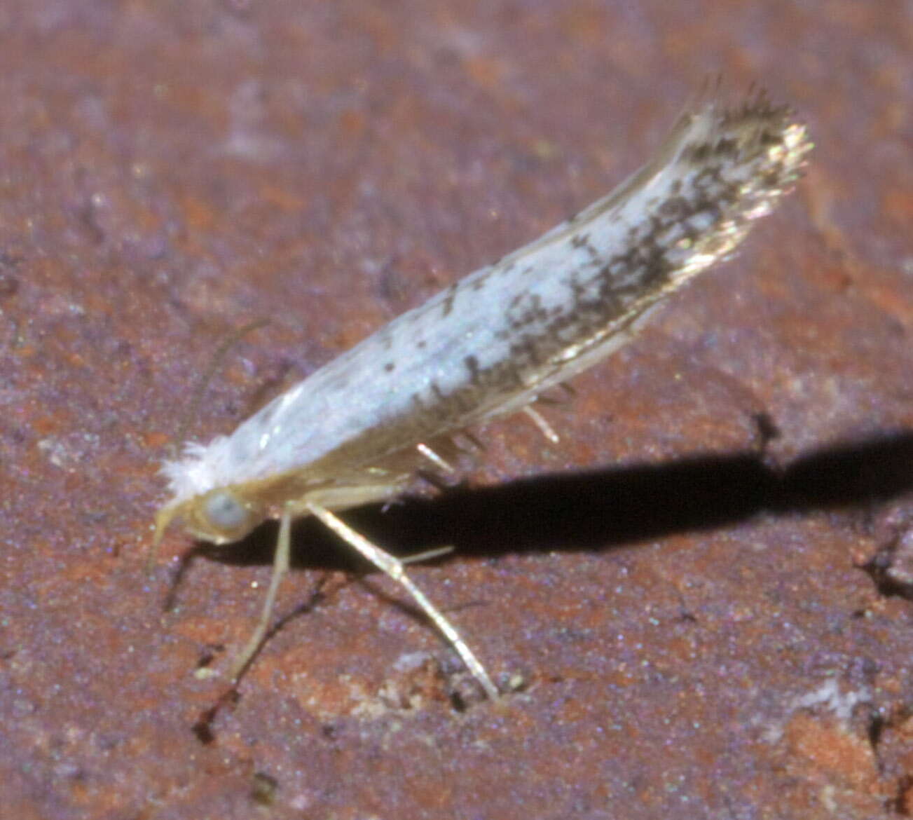 Image of Speckled Argyresthia