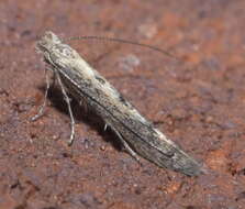 Image of convolvulus leafminer