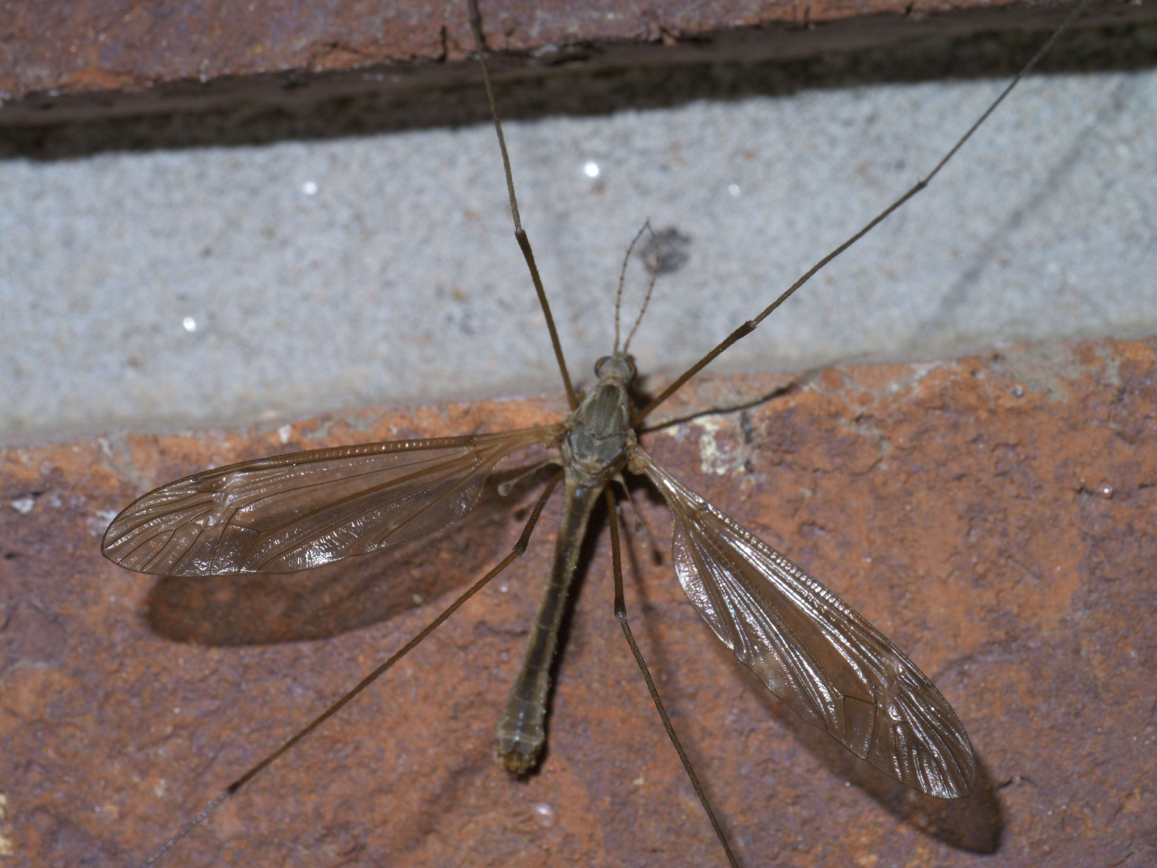 Image of phantom crane flies