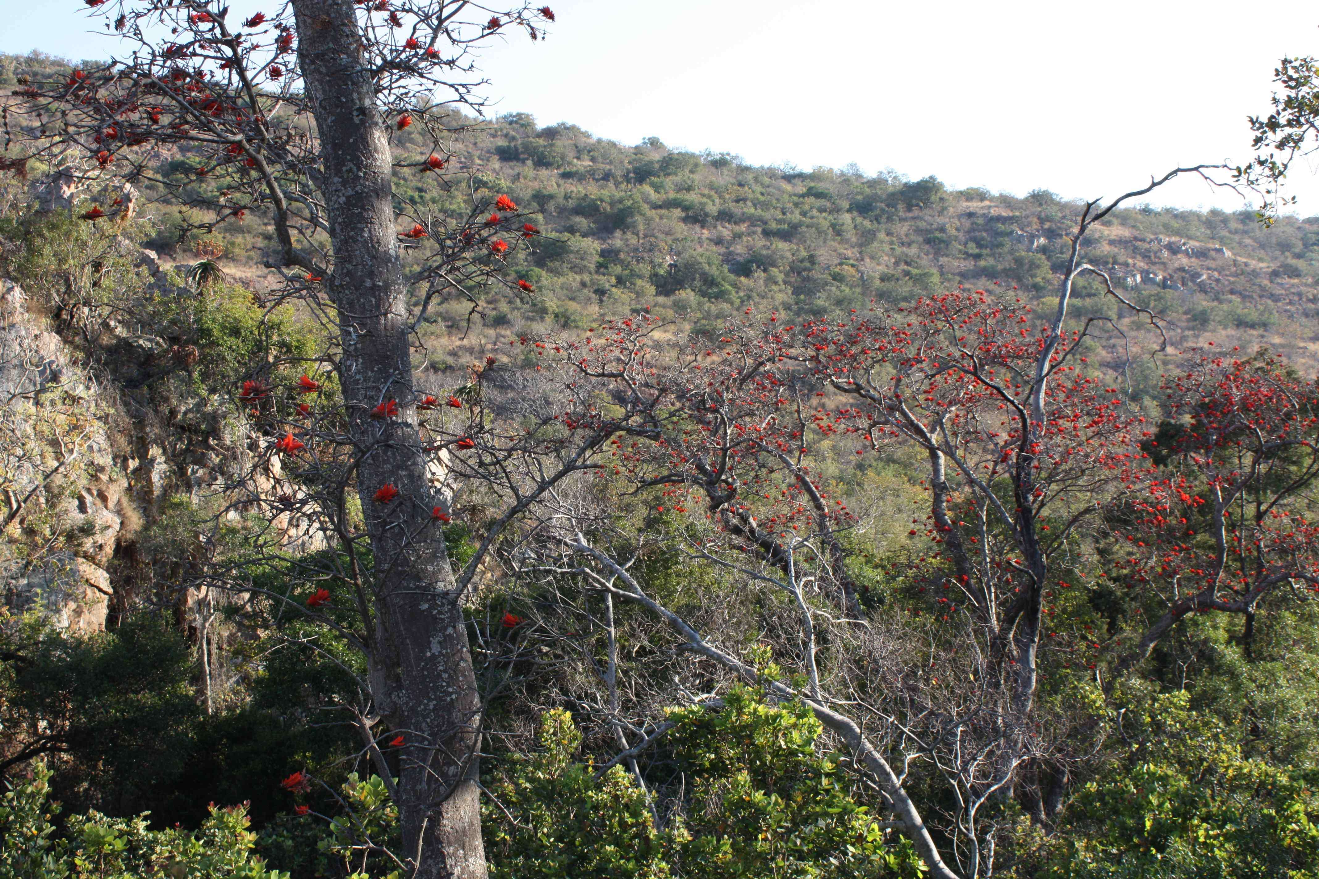 Image of Common Coral tree