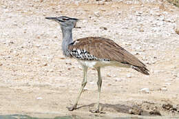 Image of Kori Bustard