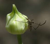 Image of Psorophora ferox (Van Humboldt 1819)