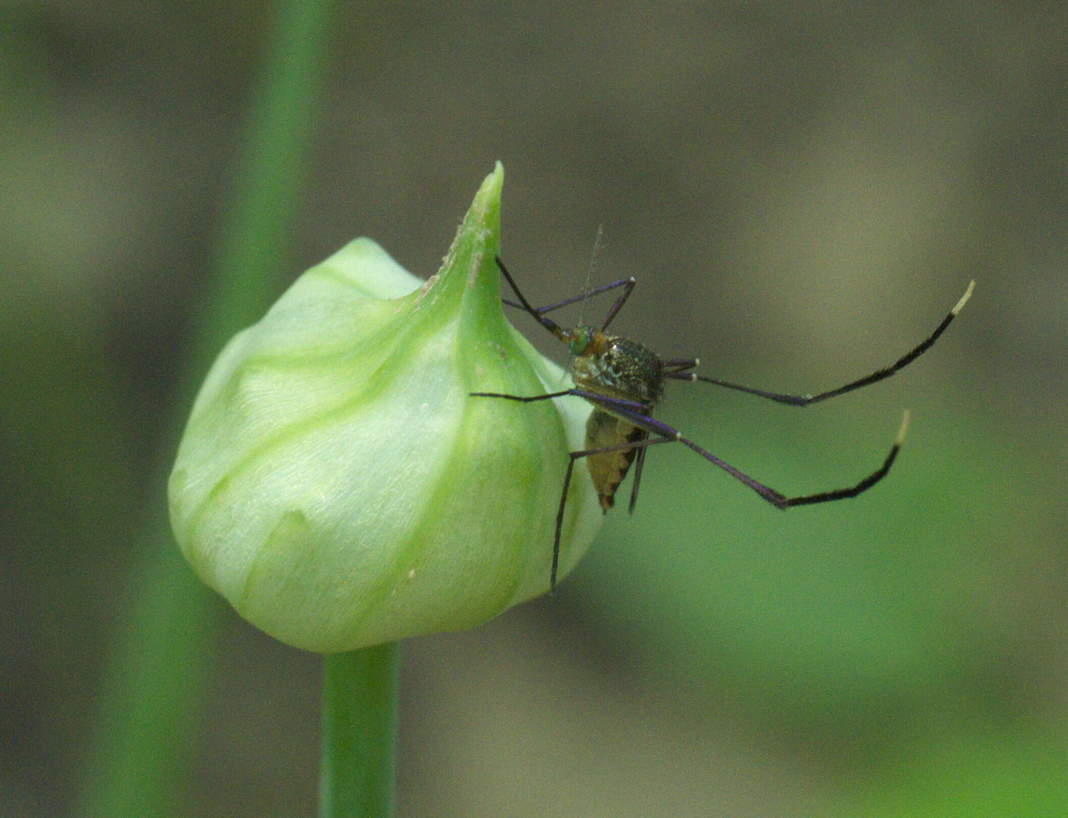 Image of Psorophora ferox (Van Humboldt 1819)