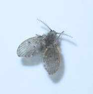 Image of Clogmia albipunctata