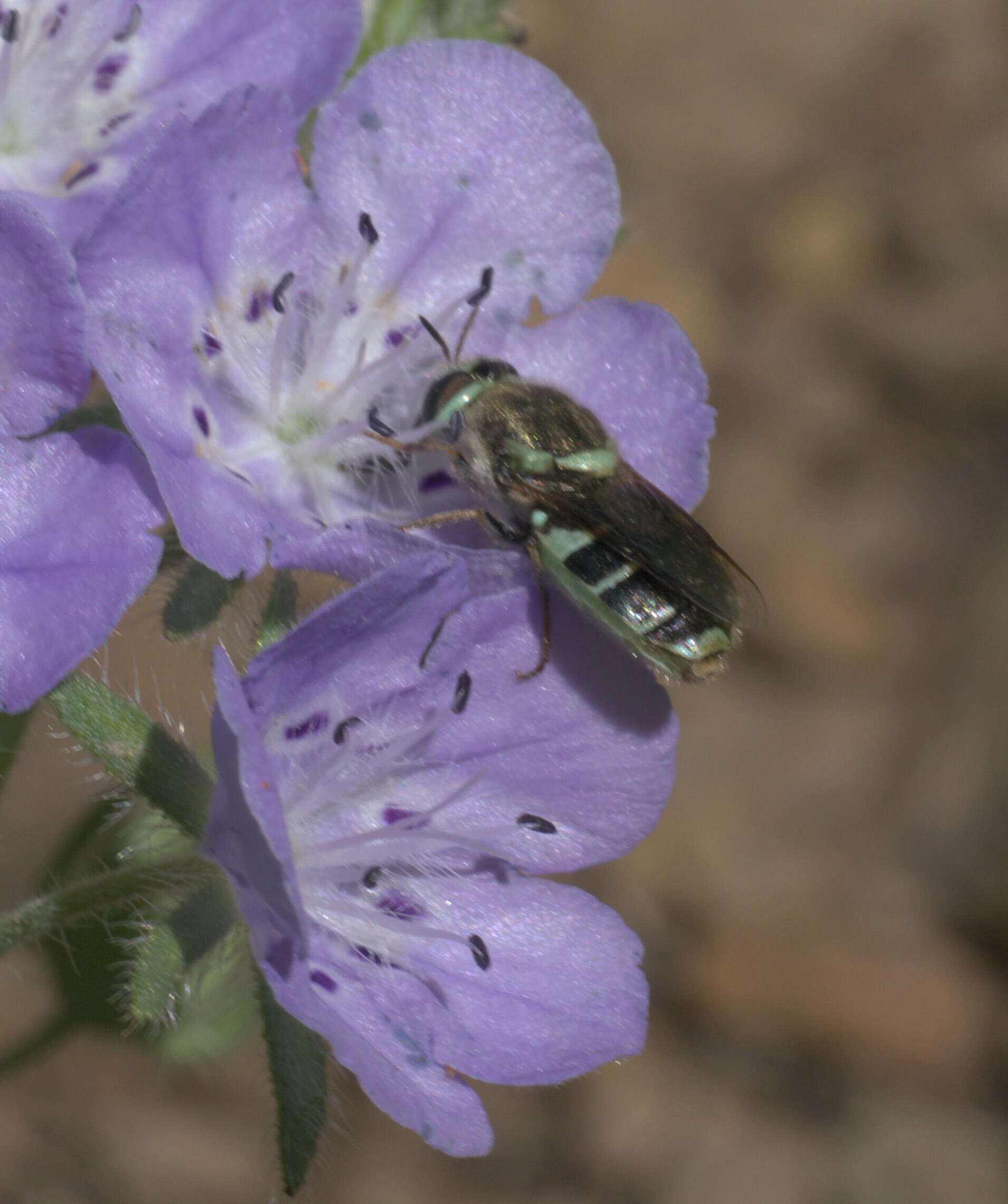 Image of Psellidotus