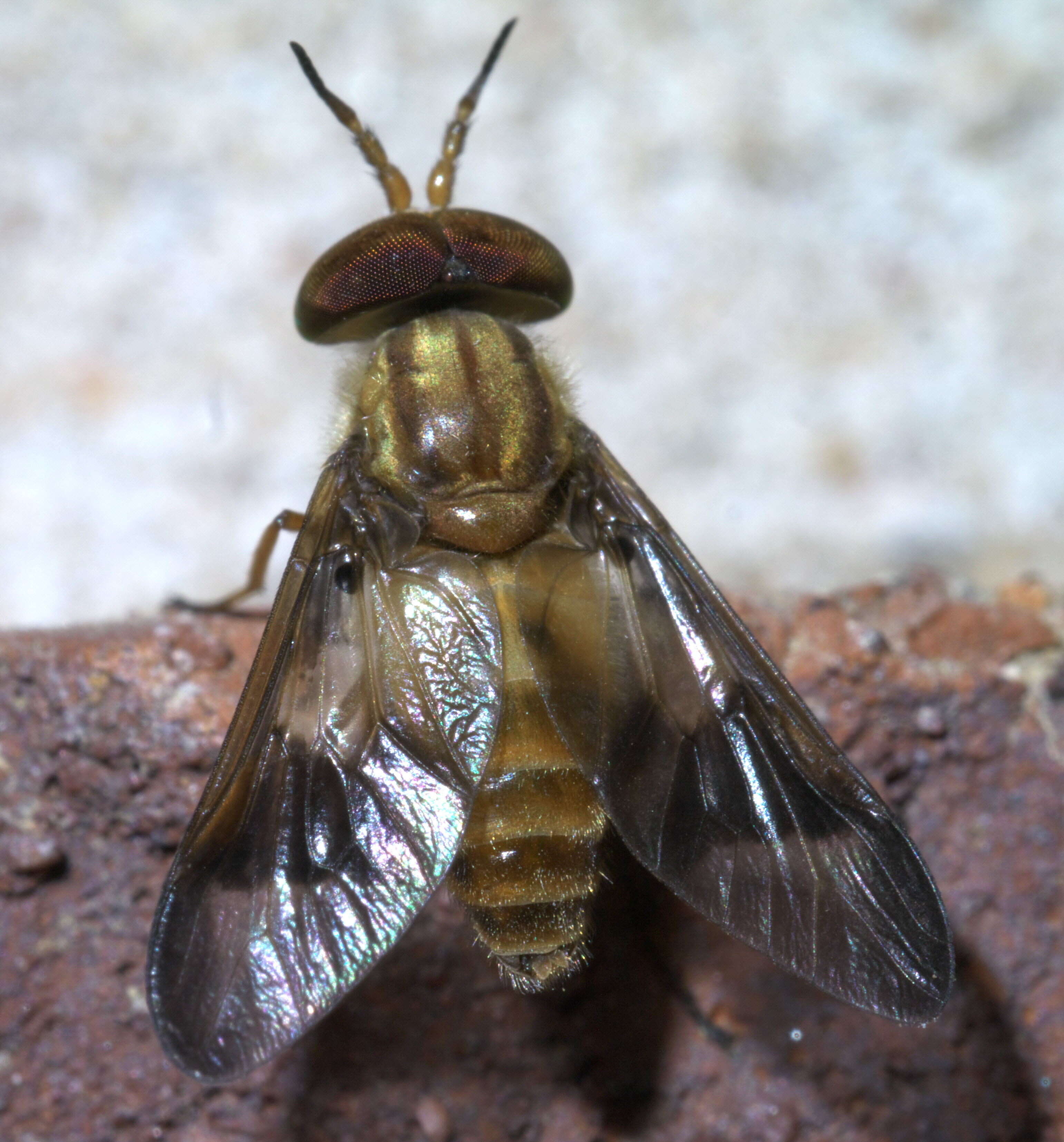 Image of Chrysops