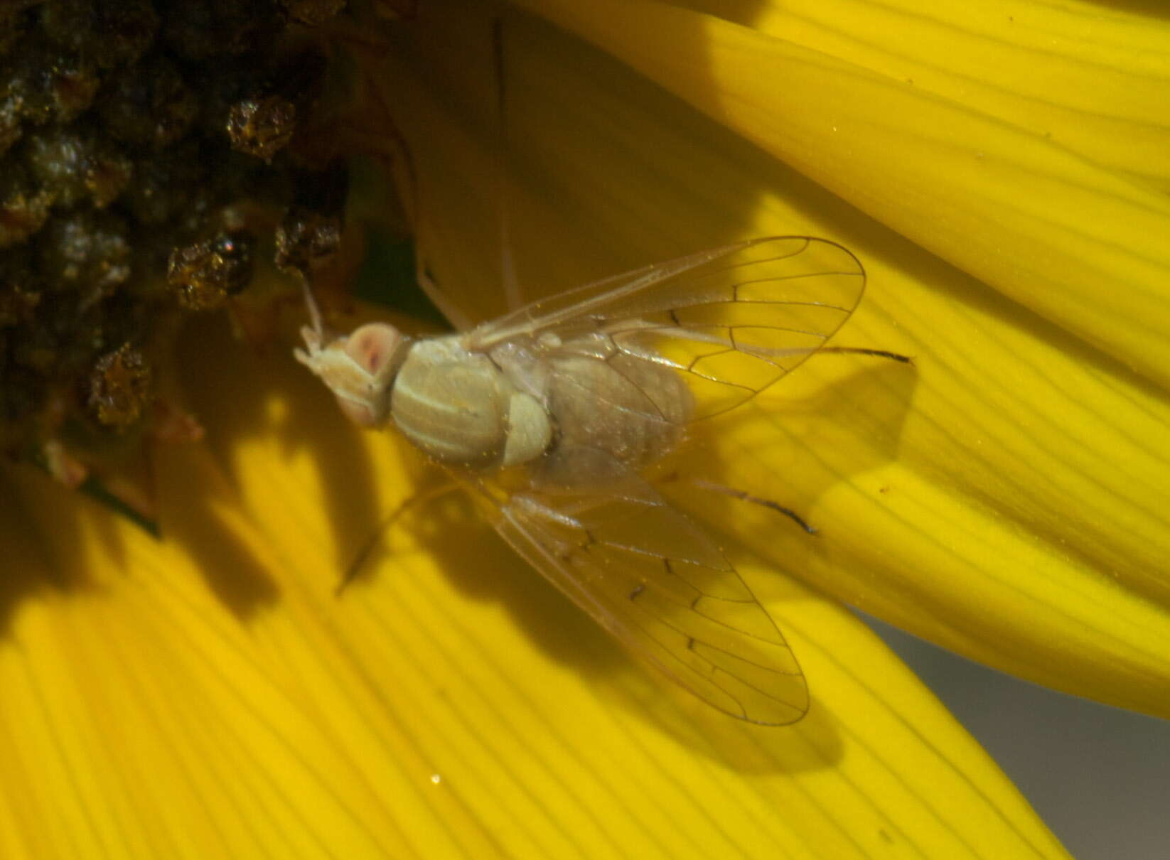 Image of Poecilognathus