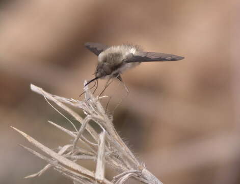 Image of Large bee-fly