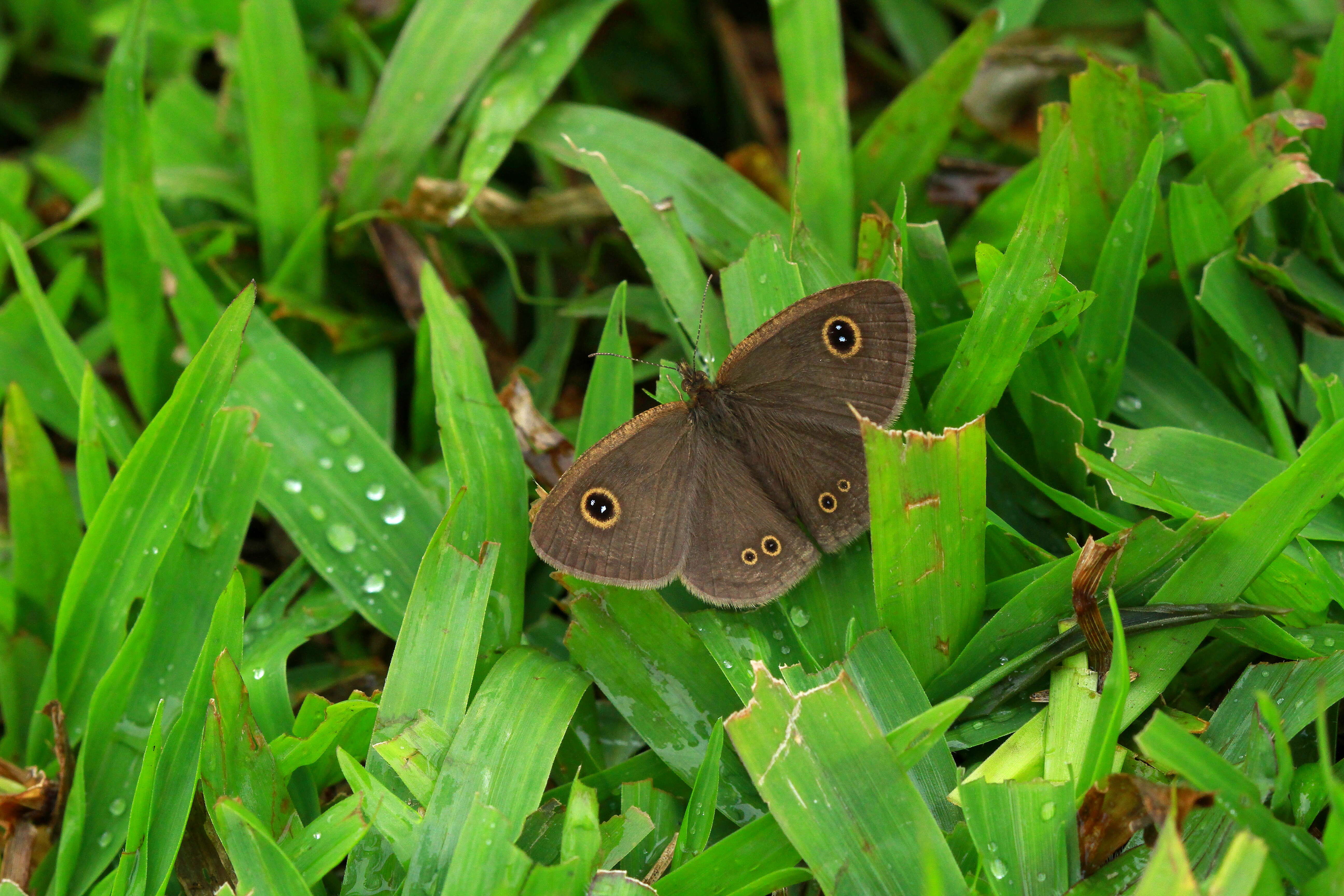 Image of Ypthima tabella