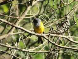 Image of Black-and-orange Flycatcher